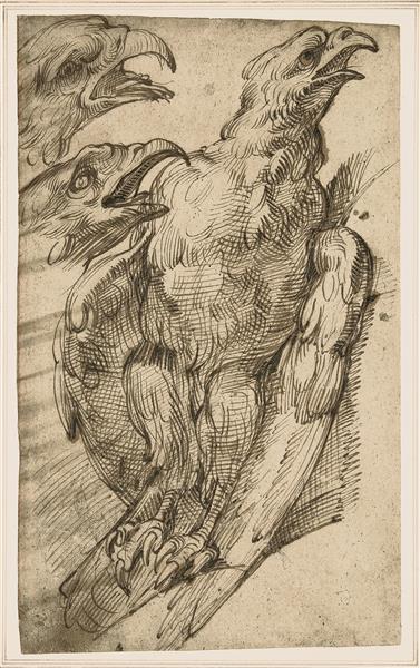 Study of An Eagle, c.1575 - c.1580 - Бартоломео Пассаротті