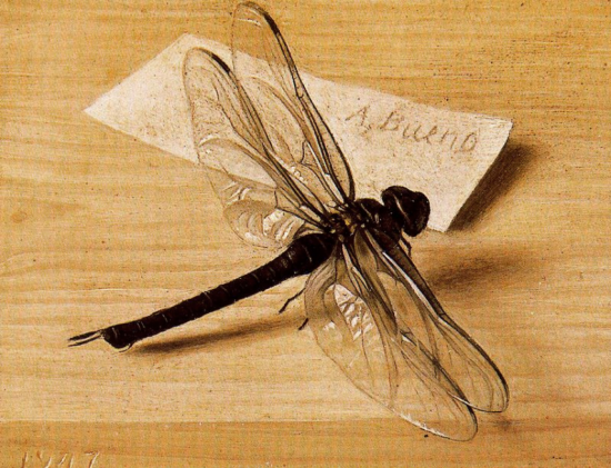 Still Life. Dragonfly 1947 - Antonio Bueno