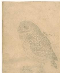 Little Owl, to the left - Jan Mankes