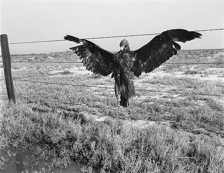 A Very Blue Eagle. Along California Highway (November 1936). From the Series Day Sleeper, 1936 - 多萝西·兰格