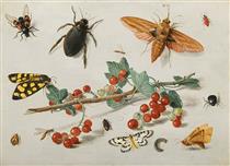 A sprig of redcurrants with an elephant hawk moth, a ladybird, a millipede and other insects - Jan van Kessel the Elder