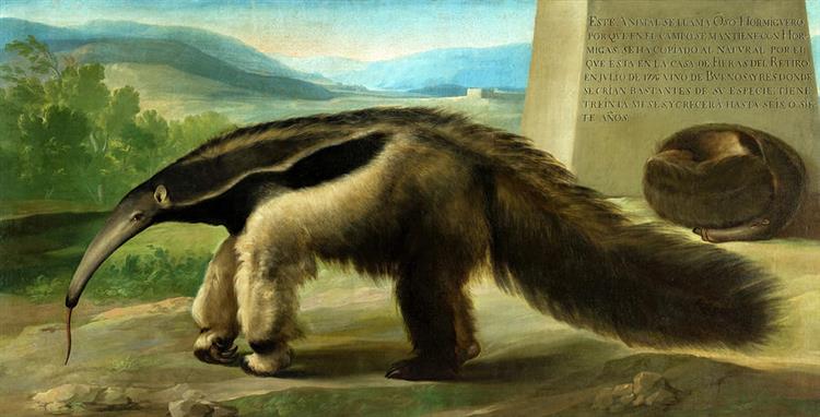 His Majesty's Giant Anteater - Raphaël Mengs