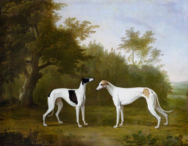 Two Greyhounds in a Wooded Landscape - John Boultbee