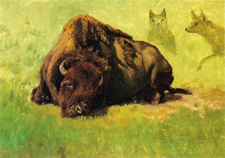 Bison with Coyotes in the Background - 阿爾伯特·比爾施塔特