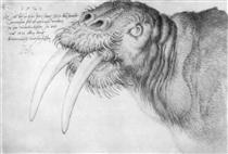 Head of a walrus - Альбрехт Дюрер