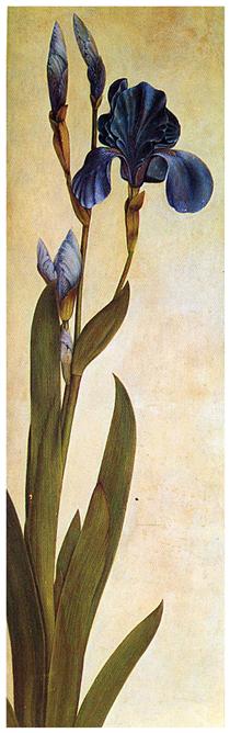 Iris Troiana - Albrecht Dürer