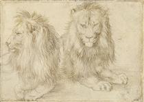 Two seated lions - Albrecht Durer