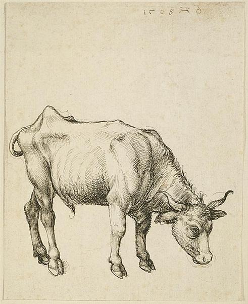 Young Steer - Albrecht Dürer