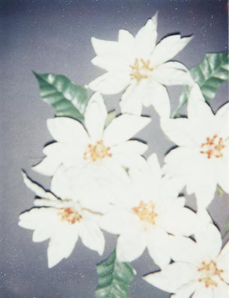 Christmas Poinsettias-White, 1982 - Енді Воргол