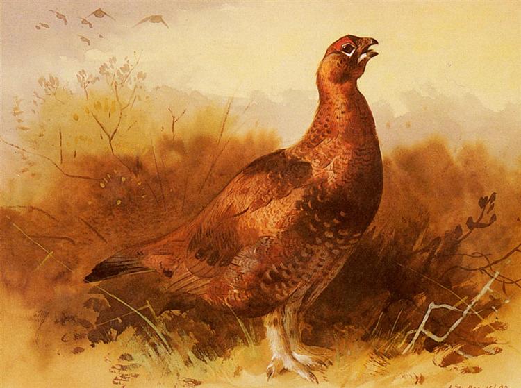 Cock Grouse, 1893 - Арчібальд Торберн