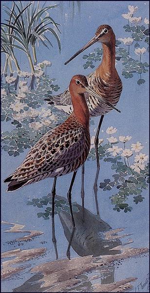 Black Tailed Goodwits - Charles Tunnicliffe