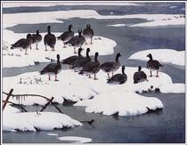 Company of Whitefronts - Charles Tunnicliffe