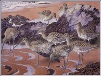 Curlews And Turnstones - Charles Tunnicliffe