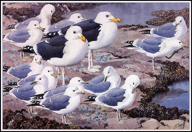 Gull Gallery - Charles Tunnicliffe