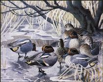 Teal - Charles Tunnicliffe
