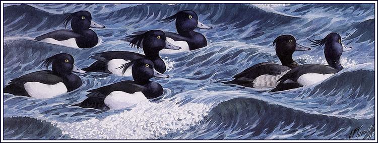 Tufted Ducks - Charles Tunnicliffe
