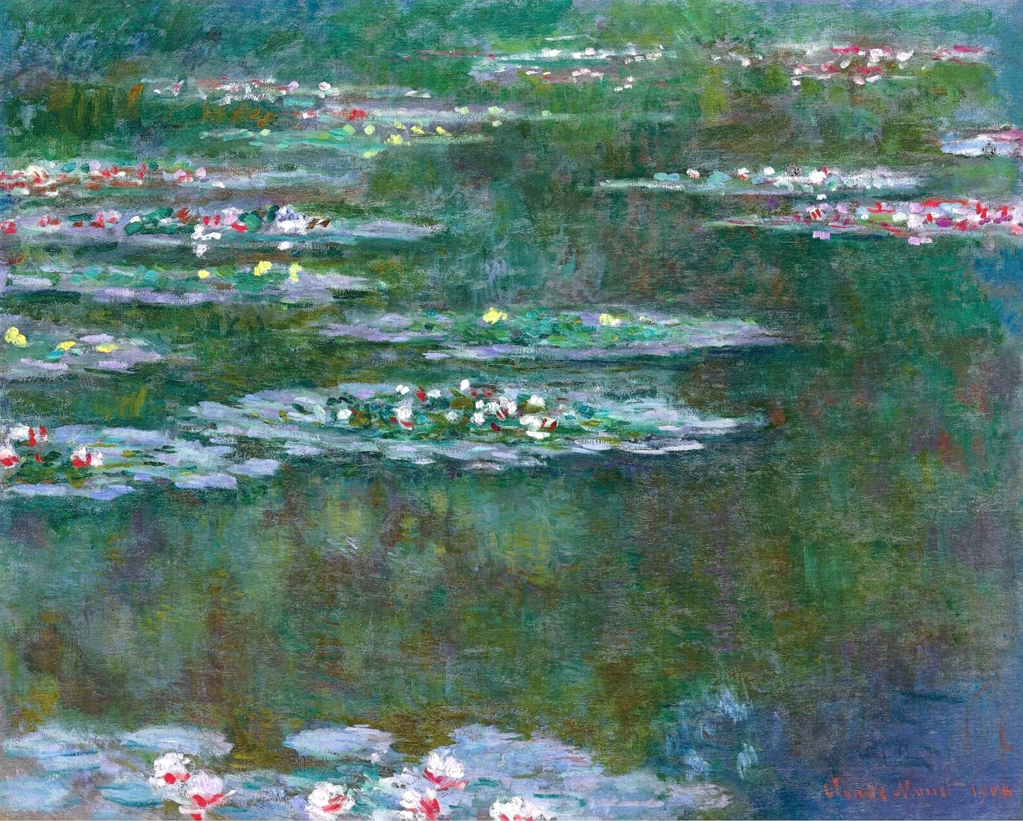 water lilies