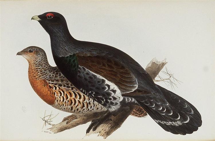 Capercaillie or Cock of the Wood - Edward Lear