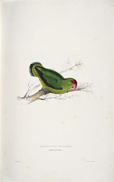 Psittacula taranta. Abyssinian parrakeet (Abyssinian Lovebird) - Edward Lear