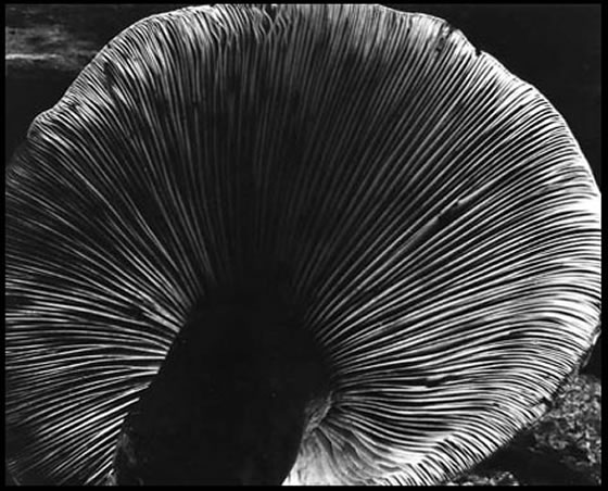 Mushroom, 1940 - Edward Weston