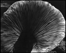 Mushroom - 爱德华·韦斯顿