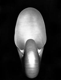 Nautilus - Edward Weston