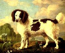 Brown and White Norfolk or Water Spaniel - Джордж Стаббс