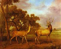 Red Deer Stag and Hind - George Stubbs
