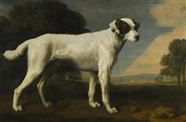 Viscount Gormanston's White Dog - George Stubbs