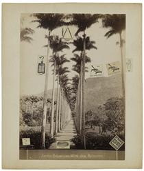 Jardin botanique, allée des palmiers - Gherasim Luca