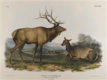 American Elk - Джон Джеймс Одюбон