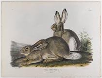 Townsend's Rocky Mountain Hare - Джон Джеймс Одюбон