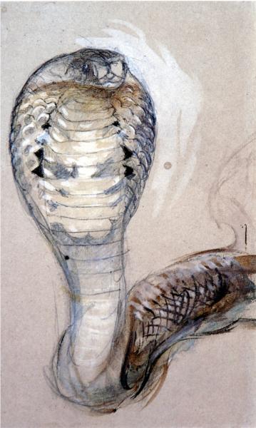 Full Face of Cobra, 1871 - John Ruskin