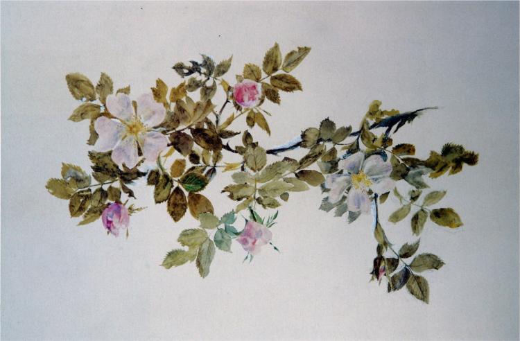 Study of Wild Rose, 1871 - John Ruskin