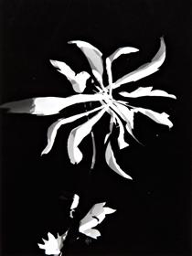 Changing patterns - László Moholy-Nagy