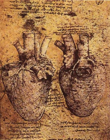 Heart and its Blood Vessels, c.1500 - Леонардо да Вінчі