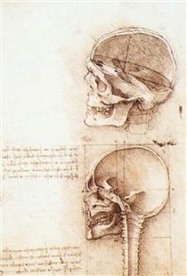 Studies of human skull - Léonard de Vinci