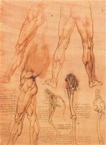 Studies of legs of man and the leg of a horse - Леонардо да Вінчі