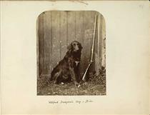 Wilfred Dodgson's dog Dido - Lewis Carroll