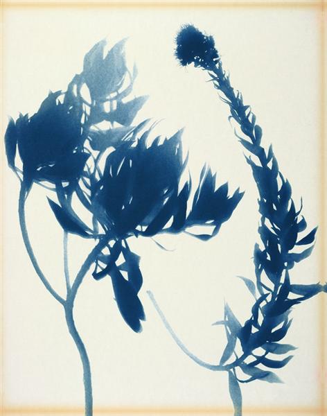 Echium Nervosum, 1972 - Lourdes Castro