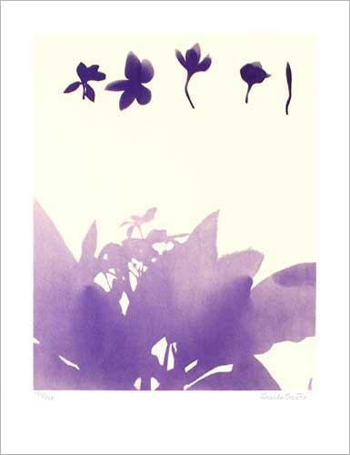 Untitled (Flowers), 1975 - Lourdes Castro