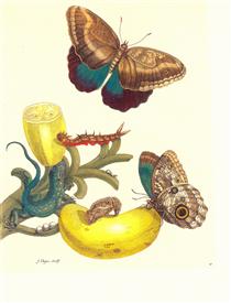 Plate #23- Musa paradisiaca, Caligo teucer and Cnemidophorus lemniscatus - 瑪麗亞·西碧拉·梅里安