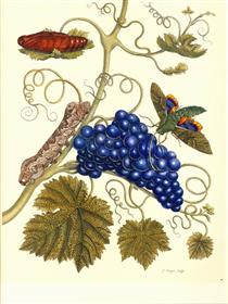 Plate of a moth (Eumorpha labruscae) that feeds on grape (Vitis vinifera) - Марія Сибілла Меріан