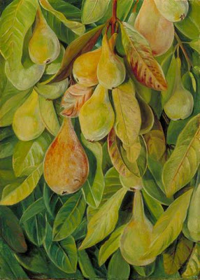Cabazina Pears, Brazil - Marianne North