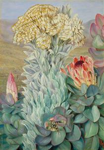 Giant Everlasting and Protea on the Hills near Port Elizabeth - Marianne North