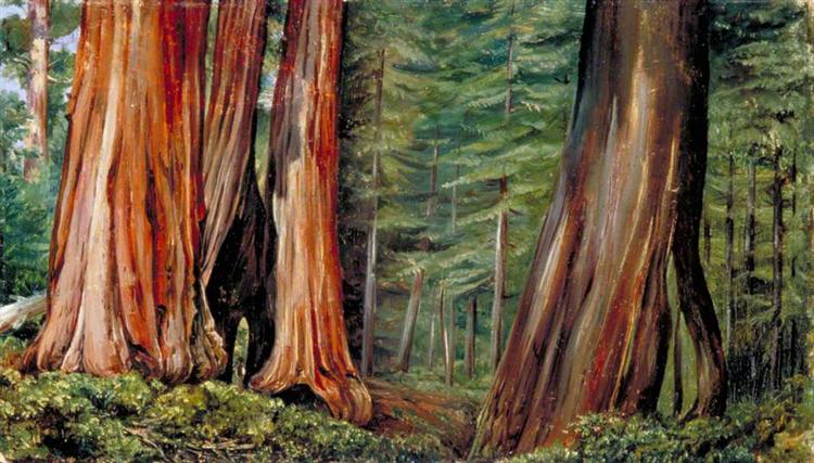The Mariposa Grove of Big Trees, California, 1875 - Marianne North