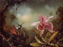 Orchid with Two Hummingbirds - Мартин Джонсон Хед