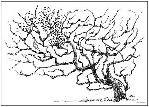 A tree, 1972 - Мартирос Сарьян