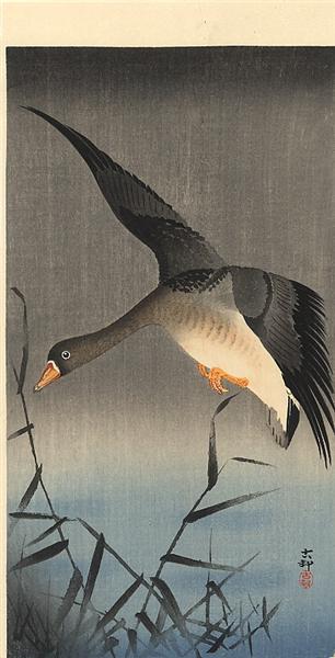 White-fronted goose descending over reeds - 小原古邨