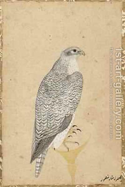 Portrait of a Falcon from Northern India - Ustad Mansur